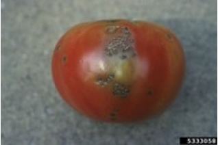 Bakteriozna krastavost plodova paradajza