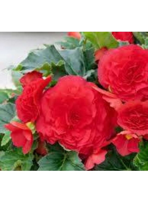 BEGONIA DOUBLE RED  3/1